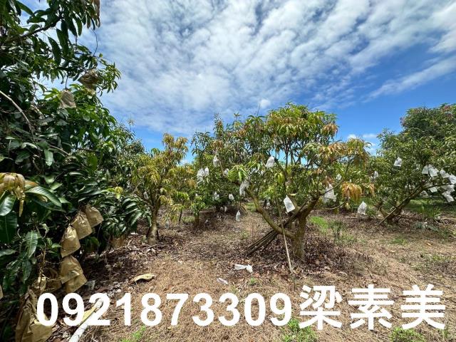玉井農地-12