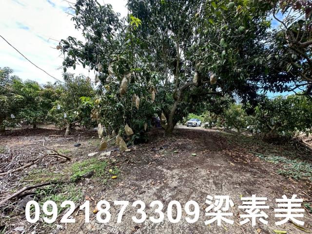 玉井農地-4