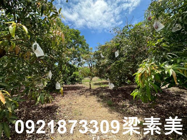 玉井農地-8