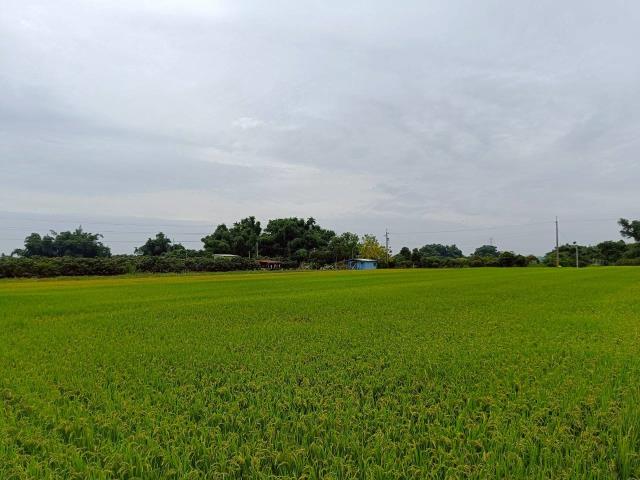 東山農地-10