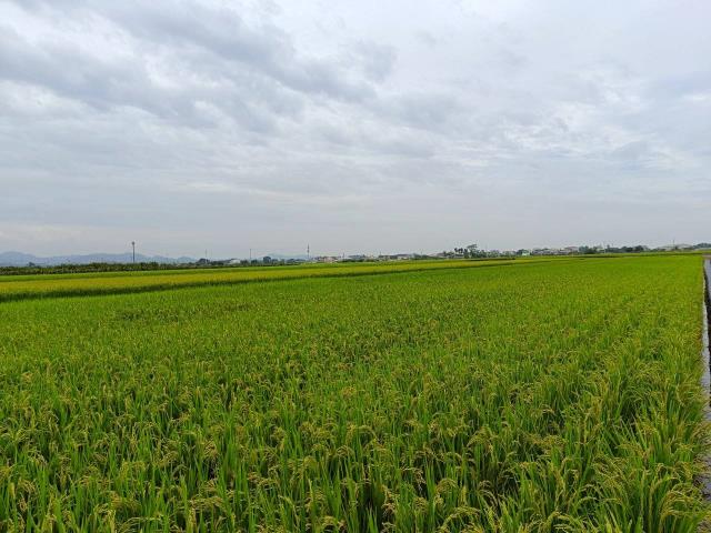 東山農地-5