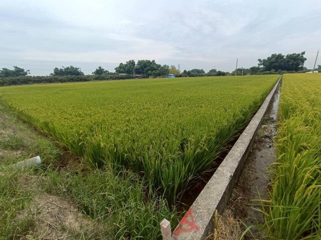 東山農地-9