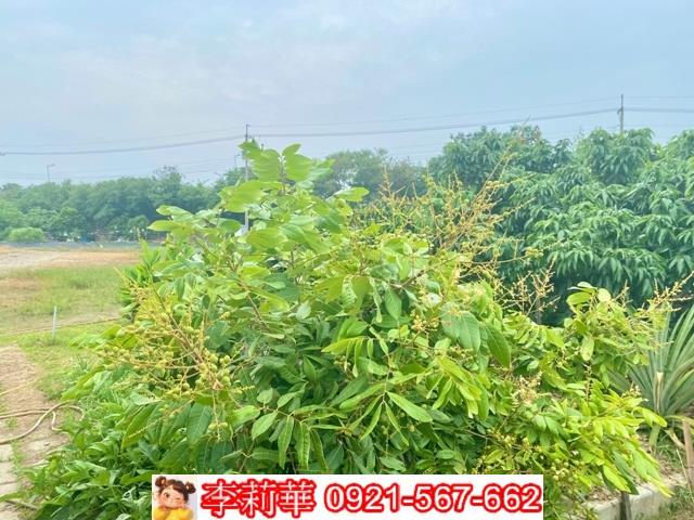 台南安南農地-7