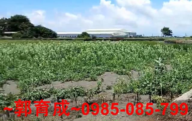 雲林水林農地-3