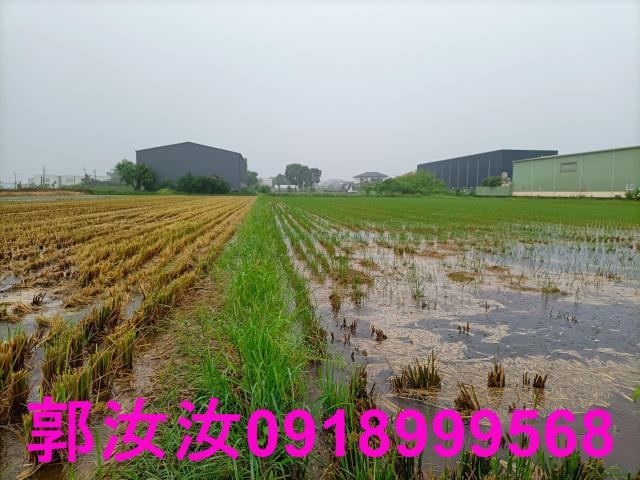 歸仁農地-11