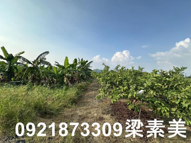 玉井農地-3