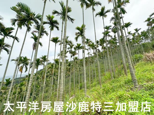 中寮山坡地-3