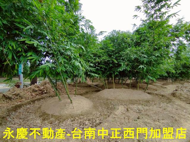 歸仁農地-8