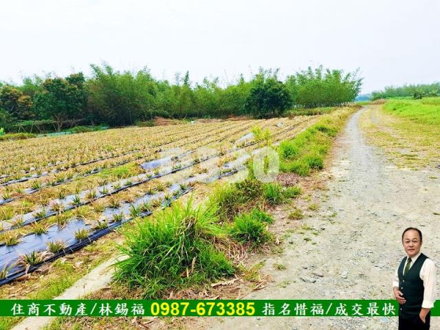 歸仁農地-13
