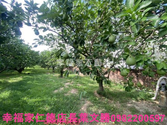 麻豆農地-10