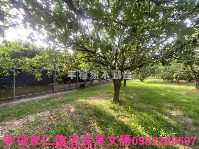 麻豆農地-4