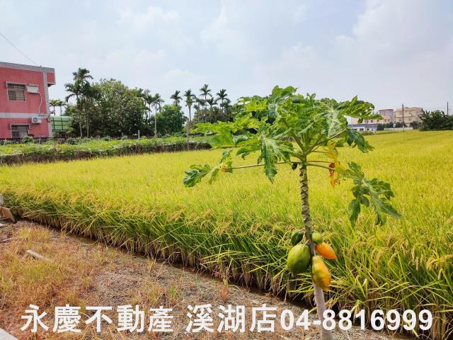 溪湖農地-8