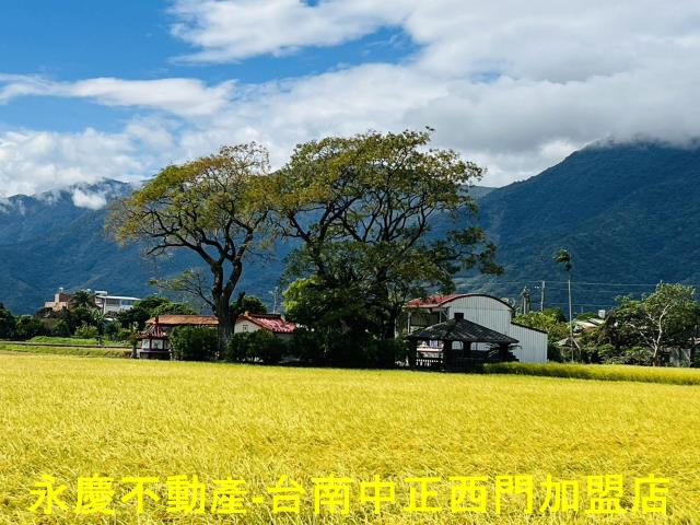 池上農地-13