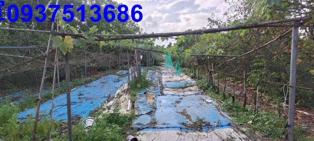 員山農地-14