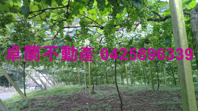 苗栗卓蘭農地-6