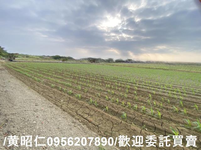 新市農地-4