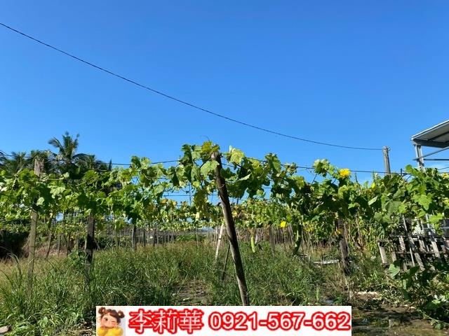 南區農地-9