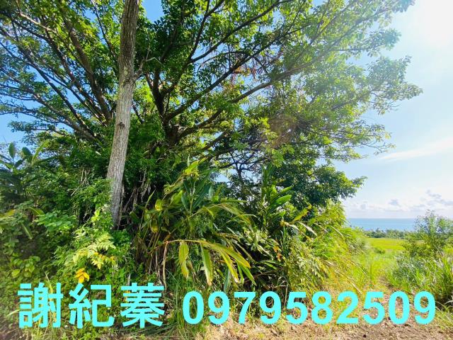 長濱農地-2