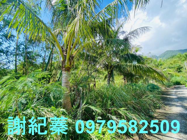長濱農地-4