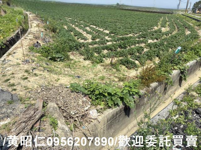 新市農地-2