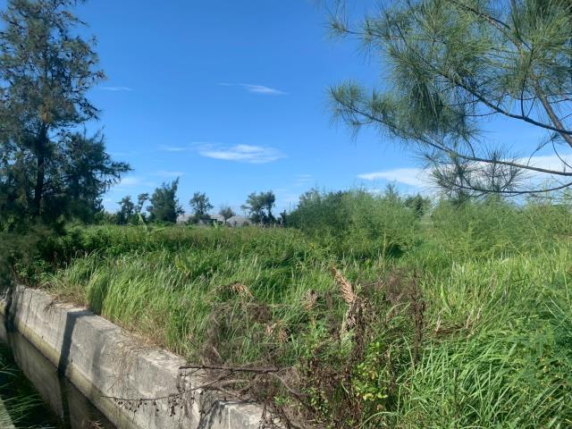 四湖農地-4