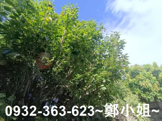 桃園農地-10