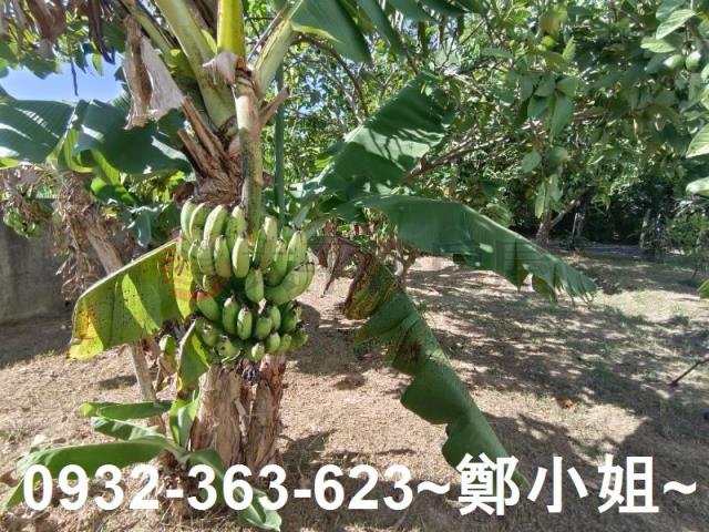 桃園農地-8