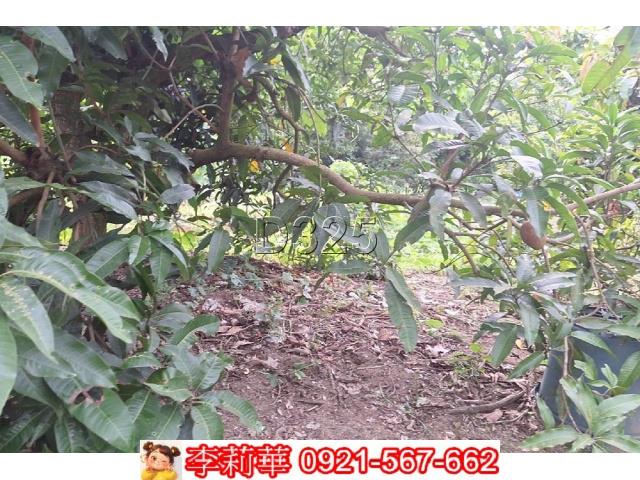 台南農地-11