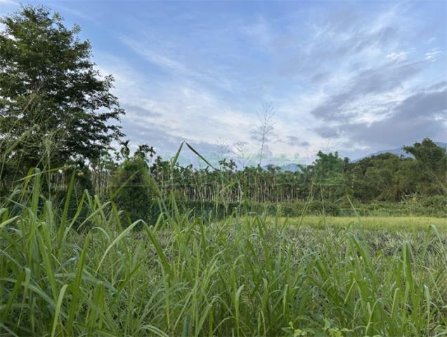 屏東內埔農地-7