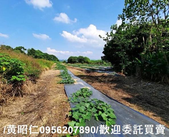 台南大內農地-1