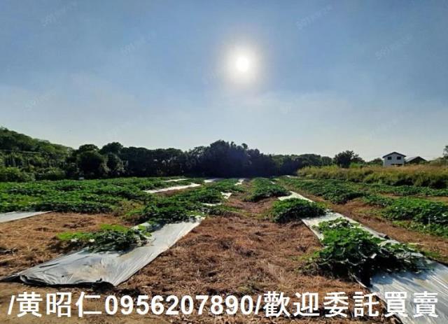 台南大內農地-2