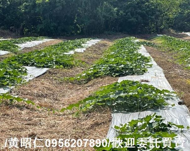 台南大內農地-7