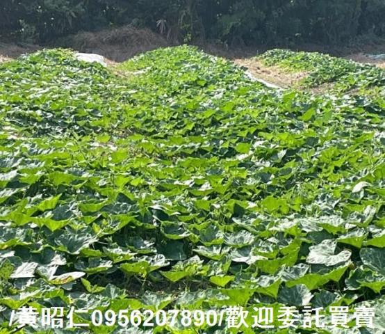 台南大內農地-8