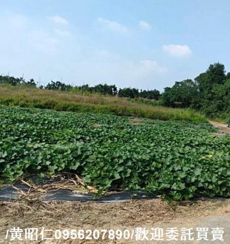 台南大內農地-9
