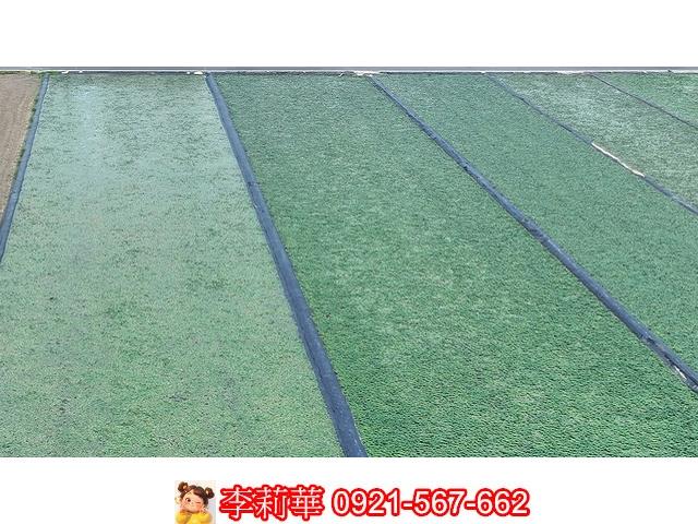 台南麻豆農地-10