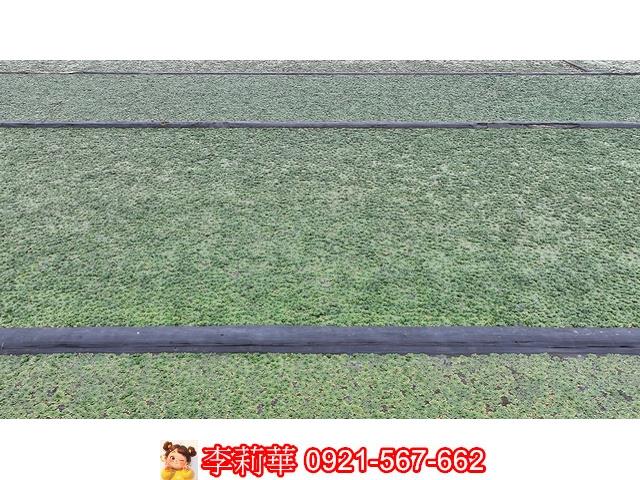 台南麻豆農地-4