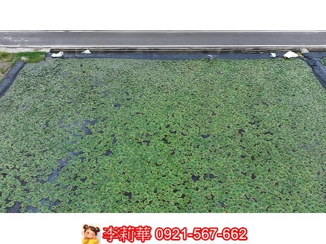 台南麻豆農地-5