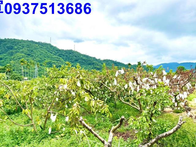員山農地-6
