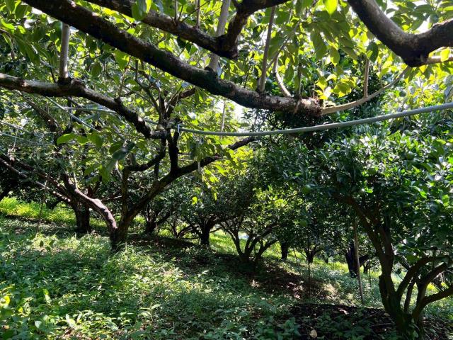 東勢農地-3