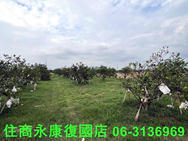 麻豆農地-5