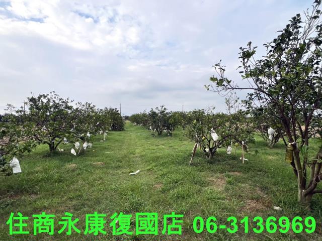 麻豆農地-1