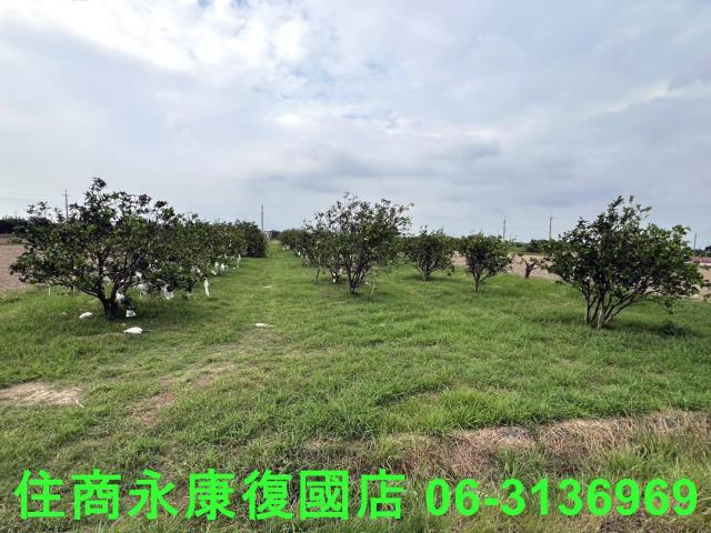 麻豆農地-8