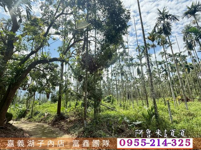中埔農地-4