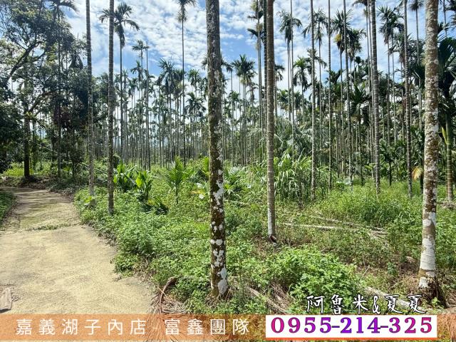中埔農地-5