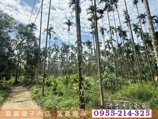 中埔農地-7