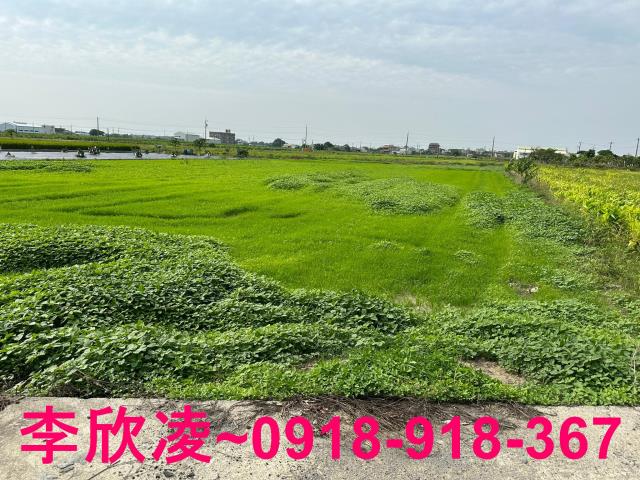 朴子農地-1