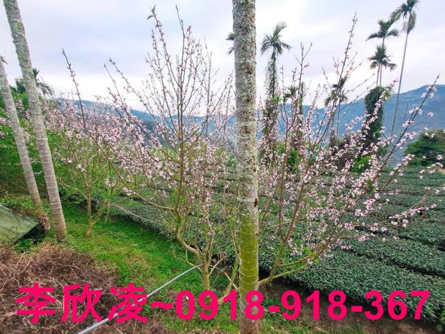 梅山農地-15