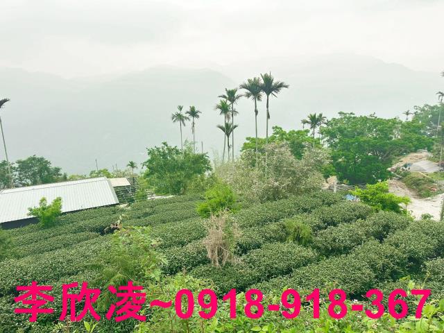 梅山農地-4