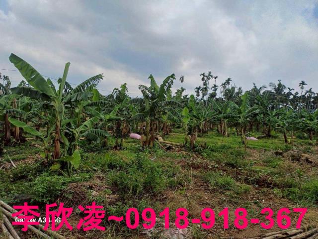 中埔農地-4
