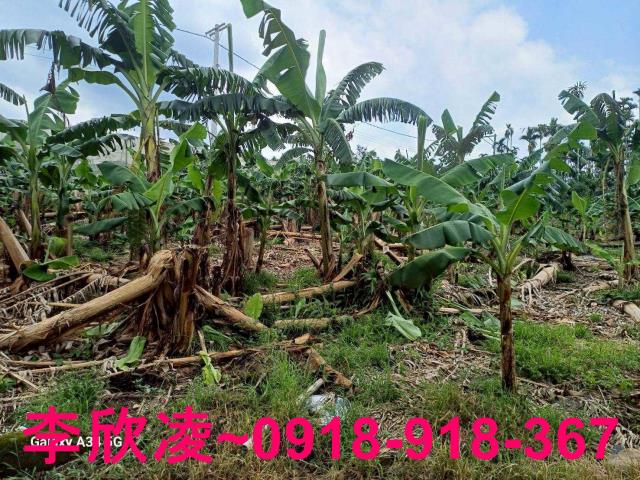 中埔農地-9